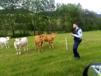 Siegener Bundespolizei im "tierischen Einsatz" Bild: Polizei