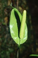 Spathiphyllum silvicola, Blütenstand