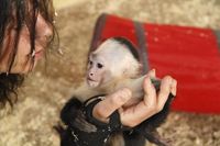 Kapuzineräffchen Mally mit Pflegerin Jenny. Bild: "obs/Serengeti Park Hodenhagen"