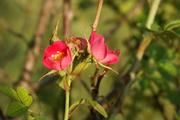 Arten wie die die Wein-Rose (Rosa rubiginosa) werden nur schwer auszurotten sein, weil sie inzwischen weit verbreitet sind, fürchten Wissenschaftler in ihrer Studie über invasive Arten in Chile und Argentinien. Besonders 22 gebietsfremde Arten, die in Chile an den Verbindungsstraßen ins Nachbarland vorkommen, stellten ein hohes Risiko dar. Foto: Stefan Klotz/UFZ