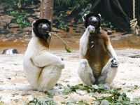 Bild: Verband der Zoologischen Gärten (VdZ) Fotograf: Petra Medan/Zoo Heidelberg