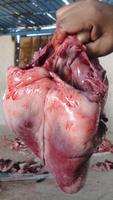 Halal hergestelltes Herz eines Kamels: Tiere werden vor dem abschlachten nicht betäubt sondern verbluten langsam.