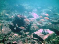 Eine Kolonioe Buntbarsche (Neolamprologus caudopunctatus) im Tanganyikasee in sieben Metern Tiefe
Quelle: Foto: Stefanie Schwamberger (idw)