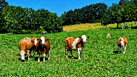 Kühe / Weide (Symbolbild