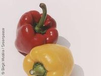 Gelbe und rote Paprika. Bild: greenpeace.de