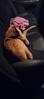 Rehkitz Bild: Polizei