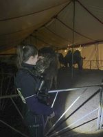 Die entlaufenen Kamele gehören zum Zirkus, der derzeit auf dem Schützenplatz gastiert. Bild: Polizei MK