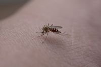 Mücken auf der Haut