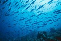 Meere zu düngen, damit Algen mehr CO2 binden, kann das Ökosystem gefährden. Bild: franck MAZEAS / Fotolia.com