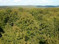 Forst- und Naturwaldfläche