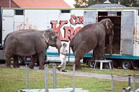 Auch bei „Circus Krone“ verbringen Elefanten bis zu 20 Stunden im Transportwagen. Bild: VIER PFOTEN