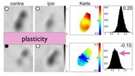 Mäuse, die in besonders großen Käfigen und mit einer Vielzahl von Möglichkeiten für soziale Interakt
Quelle: Foto: Universität Göttingen (idw)