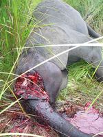 Wegen ihres Elfenbeins werden Flusspferde und Elefanten in Virunga zurzeit im großen Stil abgeschlachtet. Foto: Robert Muir, ZGF