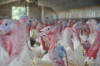Mehr als vier Puten teilen sich einen Quadratmeter. Bild: PETA