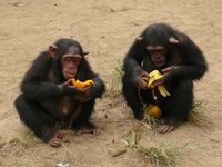 Junge Schimpansen beim Verspeisen ihrer "Beute" nach einer Fütterung. Auch gemeinsam erlangte Ressourcen werden von zwei Schimpansen nur selten geteilt. Bild: Felix Warneken