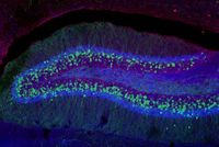 Erregende Nervenzellen (grün) und Einflussbereiche hemmender Synapsen (blau, rot) im Hippocampus - einer Hirnregion, deren Funktion bei vielen Epilepsieformen gestört ist. Bild: Tina Hoon