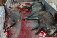 Tote abgeschlachtete Wildschweine