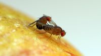 Drosophila-Fruchtfliegen bei der Paarung
Quelle: Bild: Stefan Lüpold, UZH (idw)