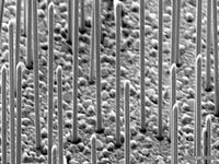 Nanodrähte aus Gallium-Arsenid auf einer Silizium-Oberfläche
Quelle: Thomas Stettner/Philipp Zimmermann / TUM (idw)