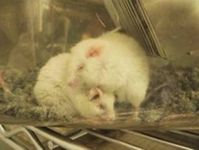 Gezüchtet, gequält, getötet: „Labormäuse“. Bild: PETA