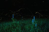 Glühwürmchen bei Nacht