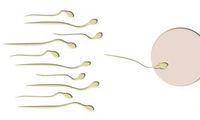 Spermien: MRS-Analyse erkennt die Qualität. Bild: Thommy Weiss/pixelio.de