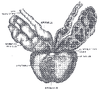 Prostata und Samenblasen