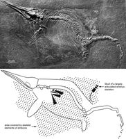 Nicht explodiert: Ichthyosaurier-Weibchen mit herausgespülten Embryonen, gefunden in Holzmaden (D).
Quelle: Foto: UZH (idw)