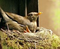 Vogelnest: Tiere wählen Materialien bewusst aus. Bild: pixelio.de, U. Velten