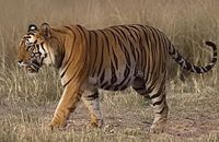Der Tiger (Panthera tigris) ist eine in Asien verbreitete Großkatze. Er ist die größte aller lebenden Katzenarten und aufgrund des charakteristischen dunklen Streifenmusters auf goldgelbem bis rotbraunem Grund unverwechselbar.