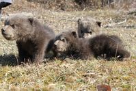 Ema, Ron und Osca im BÄRENWALD Prishtina. Bild: (c) VIER PFOTEN