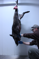Afrikanische Schweinepest: Entnahme einer Blutprobe für einen ASP-Test bei einem in der Nähe von Kaiserslautern erlegten Wildschwein