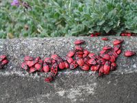 Feuerwanzen (Pyrrhocoris apterus)