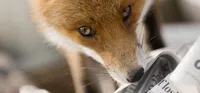 Bild: Screenshot Internetseite: "https://www.deutschewildtierstiftung.de/Presse" / Eigenes Werk