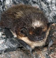 Fledermaus beim Winterschlaf