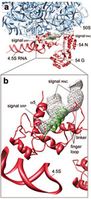 Abb.: Die Geburt eines neuen Proteins beobachtet mit Hilfe der Kryo-Elektronenmikroskopie: Ein neues Protein schaut zunächst mit seiner Signalsequenz (grün) aus dem Austrittstunnel am Ribosom (blau) heraus. Sie wird vom Signalerkennungsprotein (SRP, rot) erkannt und gebunden. Die Bindung von SRP ist entscheidend für den weiteren Versand des neuen Proteins in der Zelle. Bild: Max-Planck-Institut für Molekulare Genetik