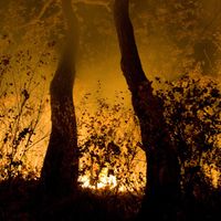 Nicht nur in Spanien richten unkontrollierte Feuer enorme Schäden an. Bild: WWF