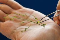 Die Ackerschmalwand (Arabidopsis thaliana) ist ein wichtiges Forschungsobjekt in der Pflanzenbiologie. Quelle: Jörg Abendroth/ Max-Planck-Institut für Entwicklungsbiologie (idw)