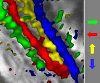 Im Fliegenhirn filtern bestimmte Nervenzellen die Richtungsinformation einer Bewegung heraus und l
Quelle: MPI für Neurobiologie / Borst (idw)