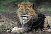 Löwenjagd in Südafrika Bild: VIER PFOTEN