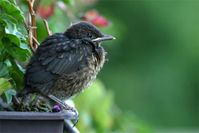 Flügges Amsel-Junge. Bild: Ingo Teich / MPI für Ornithologie