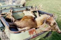 Das Ergebnis wenn Jäger auf der Jagd waren: Viele Tote (Symbolbild)