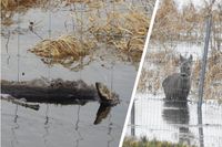 Ein zum Schutz vor der Afrikanischen Schweinepest errichteter Zaun hindert zahlreiche Wildtiere an der Flucht vor dem Hochwasser an der Oder  Bild: Wildtierschutz Deutschland e.V. Fotograf: Wildtierschutz Deutschland e.V.