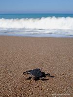 Frisch geschlüpfte Unechte Karettschildkröte auf dem Weg ins Meer. Von hier an driftet sie mit den O
Quelle: Foto: Rebecca Scott, GEOMAR (idw)