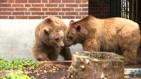 Maxi und Schnute in ihrem Zwinger am Märkischen Museum. Bild: (C) VIER PFOTEN