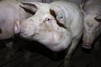 Das Deutsches Tierschutzbüro deckte 2020 Tierquälerei in der größten Schweinemast Niedersachsens auf.