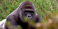 Bild: Screenshot Youtube Video "New Silverback Gorilla Harambe 1st Time Out - Cincinnati Zoo"