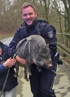 Hängebauchschwein Ursel Bild: Polizei