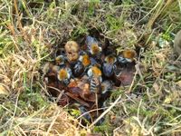 Oberirdisches Ackerhummel-Nest (Obere Wachs-Abdeckung der Nestkugel wurde entfernt)