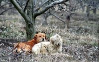 Streunerhunde in Rumänien. Bild: (C) VIER PFOTEN